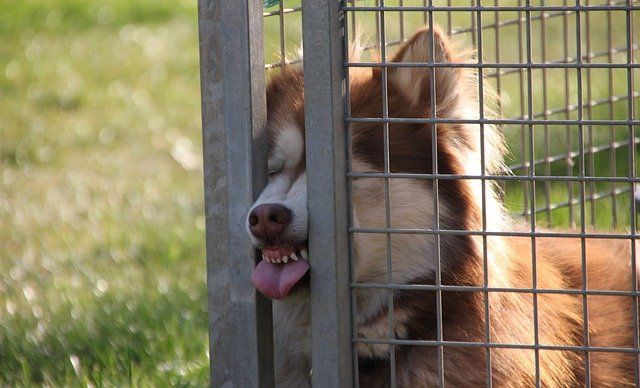 犬も歩けば棒に当たる