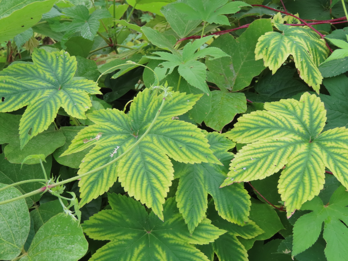 癒やしの野草撮りに目覚めた