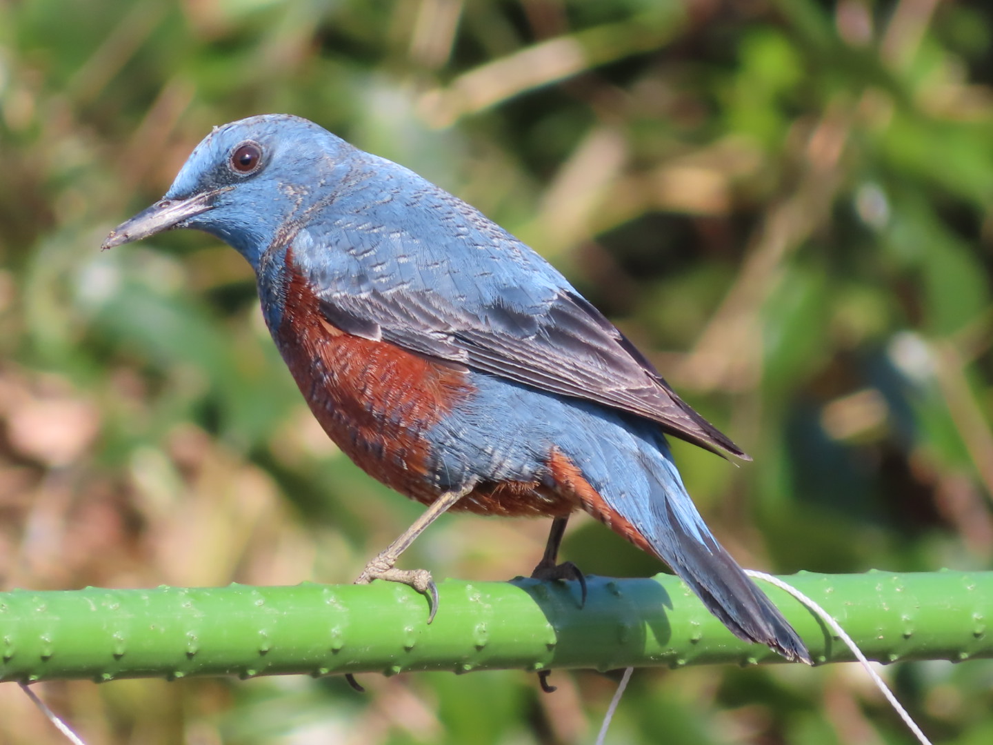 オオバン・イソヒヨドリなど鳥たちいろいろ、そして風景撮影