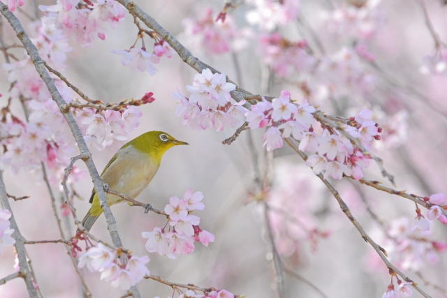 『カラスは春告げる』第15話　見送る鳥は跡を濁したがる